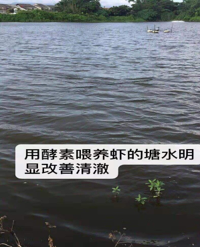 养殖酵素在水产养殖中的应用