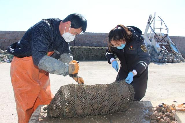 鳌山卫海蛎子、扇贝滞销 他们建微信群帮养殖户推销