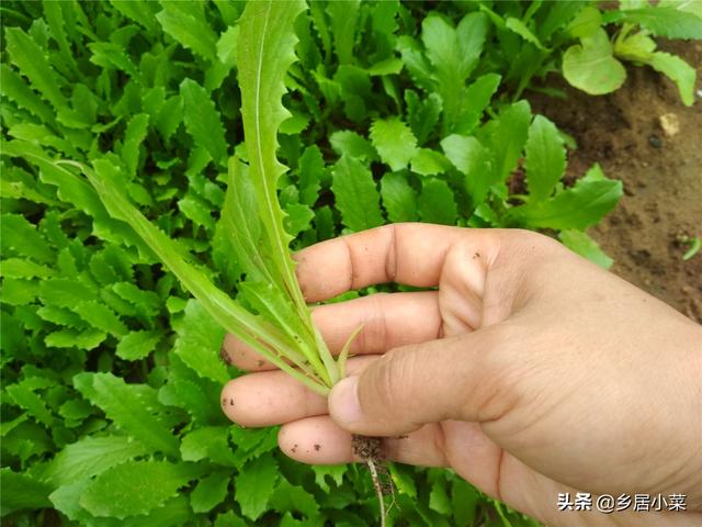 秋冬怎么种油麦菜吃肉质茎？施肥养根、培土、转移害虫目标等管理