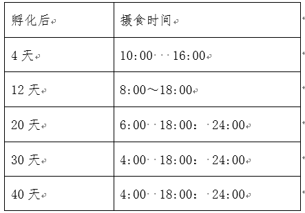 泥鳅的摄食节律及投喂建议