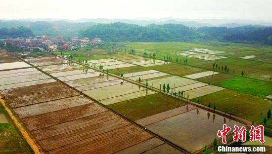 航拍江西仙女湖稻虾养殖基地 似春日田园画卷