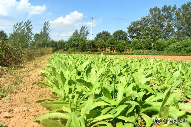 安徽农民种植贡菜，为地方特产，制成干菜身价不菲