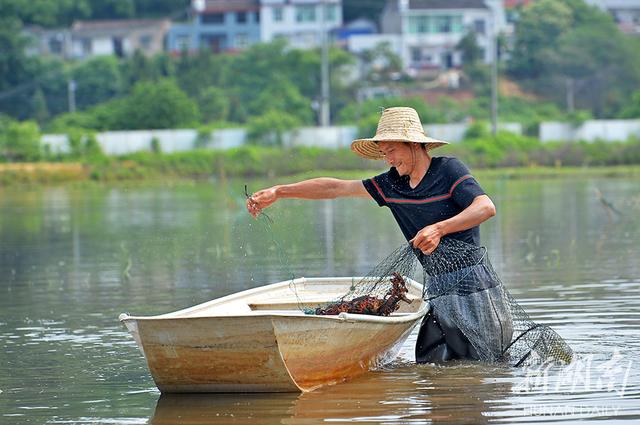 龙虾养殖助民增收