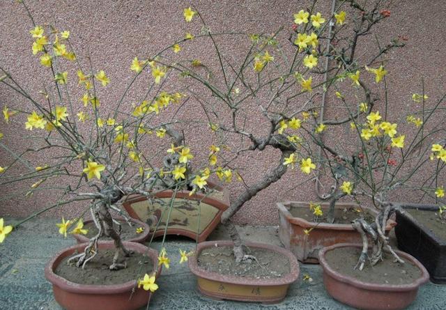 养迎春花盆景，10月补上“1种肥”，花芽长得多