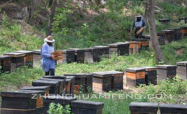 蜜蜂的养殖技术要点分析