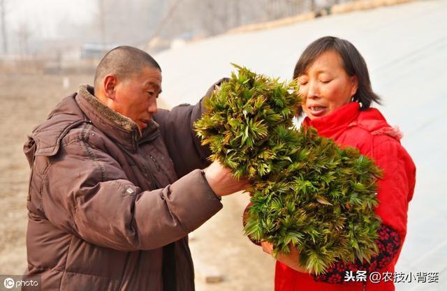 香椿种苗繁殖的方法有哪些？每种繁殖方法有哪些操作管理细节？