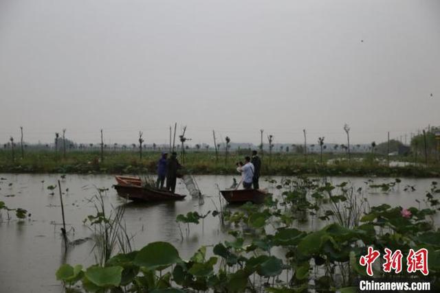 山东鱼台千亩荷塘小龙虾齐捕捞 多措并举助疫后经济复苏