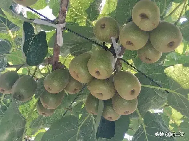 广西适合种植猕猴桃吗(一县一业每日推介：广西乐业县猕猴桃产业)