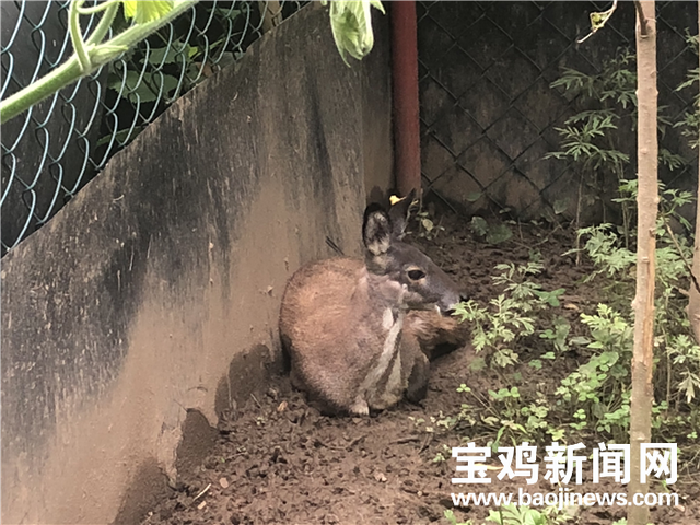 林麝养殖助脱贫 宝鸡太白群众走上致富路