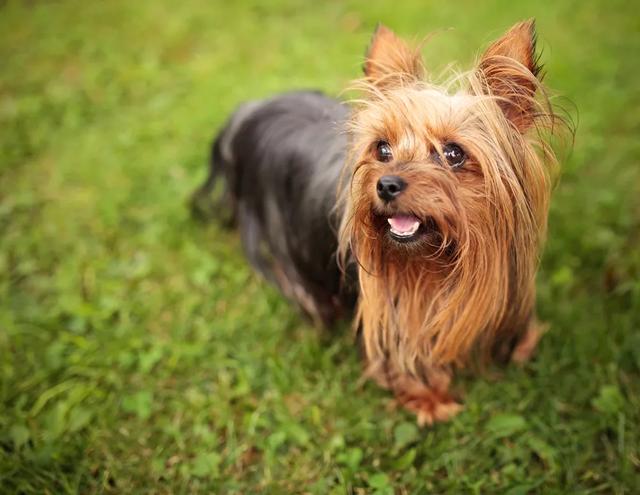 世界上最小的11种狗，中国犬只榜上有名