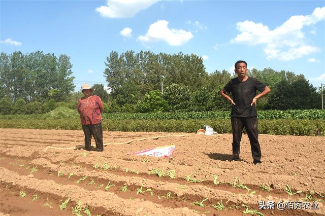 安徽农民种植贡菜，为地方特产，制成干菜身价不菲