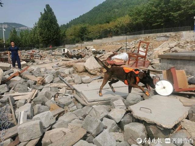 单犬服从、箱体和废墟搜救……95只搜救犬在济“考编上岸”