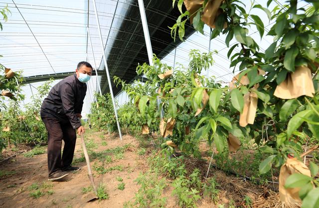 衡水深州：春日大棚忙 农业促增收