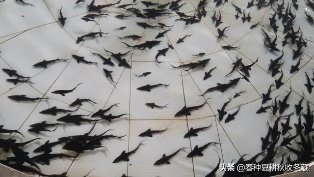 流水养殖鲟鱼虹鳟金鳟效益好，怎么养殖？几点建议需要了解