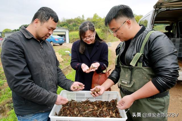 小龙虾个体大售价高，如何养出大规格？这四个条件要具备