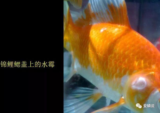 “水花”变“水霉”？亲鲤抱卵时节一定要妥善处理