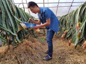 火龙果北方种植可以吗(南果北种，火龙果凭什么能在北方能获得成功？)