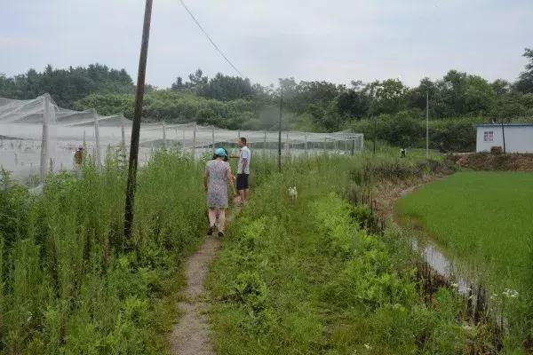 他把农田放干养青蛙，年产青蛙10万斤，年利润达100万元！