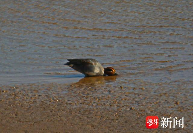 南京绿水湾湿地，出现罕见绿翅鸭