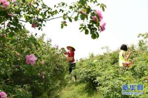 河北玫瑰花种植(河北平山：玫瑰香溢致富路)