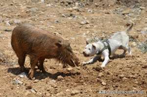 小野猪养殖(野猪如何驯化成为家庭养殖品种养殖场日常喂养注意事项)