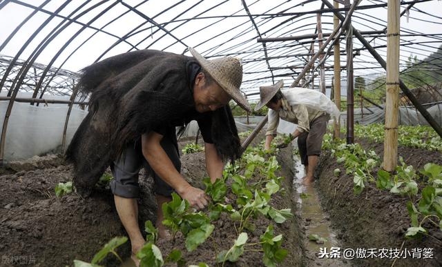 掌握好草莓移栽定植的时机与技巧，提高定植成活率、避免烂苗死棵