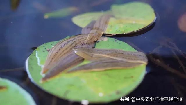 【田间示范秀】好水养好蛭