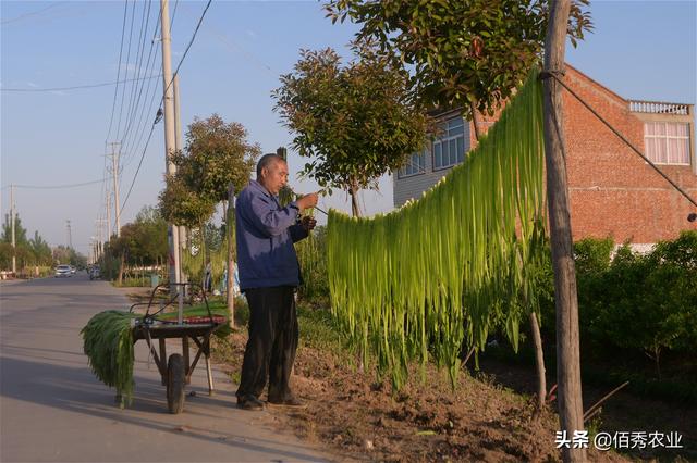 安徽农民种植贡菜，为地方特产，制成干菜身价不菲