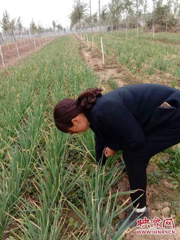 新蔡县佛阁寺镇做强绿色廊道经济助脱贫