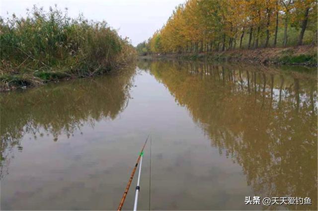 小雪过后野钓，记住5钓5不钓，只要钓法对路子，天冷也连竿