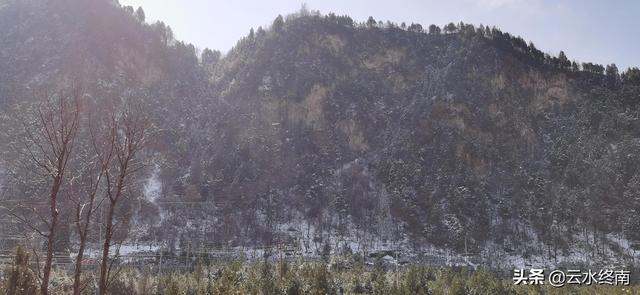 蓝田银湾村的白皮松：你看你的山清水秀，我说我的柴米油盐