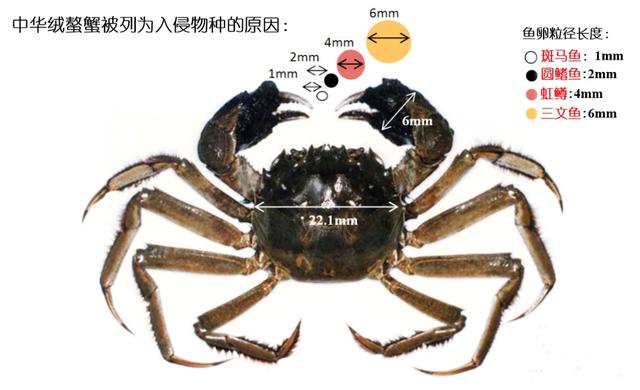 青背白肚、金爪黄毛，高品质河蟹是如何养殖的？一篇文章告诉你