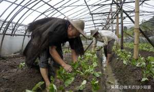 草莓苗地栽种植方法(掌握好草莓移栽定植的时机与技巧，提高定植成活率、避免烂苗死棵)