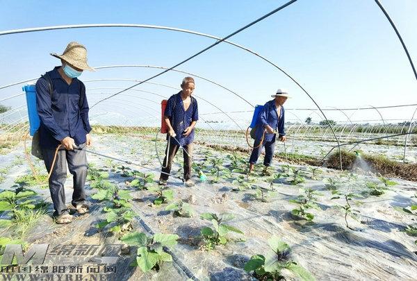 安州区河清镇——蔬菜基地补种忙村民务工增收入