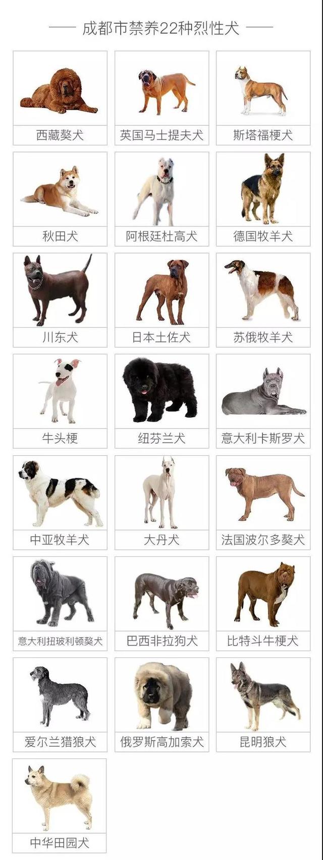 成都人！16日起开始收容禁养犬，一文看懂养狗攻略