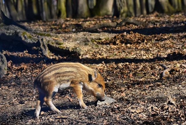 “野猪肉”要上市了？陕西对20万头野猪大开杀戒，它们犯了啥错？