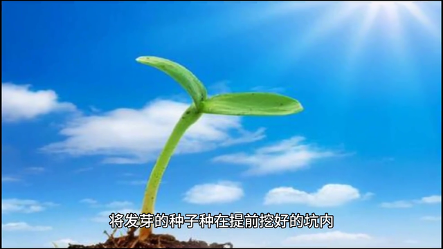 麒麟西瓜种植技巧：轻松上手，丰收指日可待