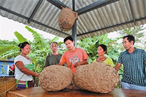 胡蜂养殖真能赚钱吗？(附带养殖技术)