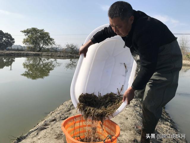 芜湖：科学助力青虾养殖 促进行业增产增收