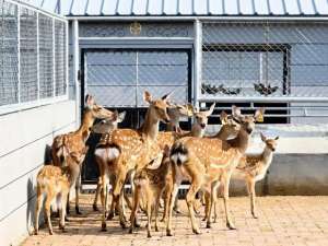 肉鹿养殖基地(产业兴 ——长春市双阳区“梅花鹿全产业链”铺就致富坦途)