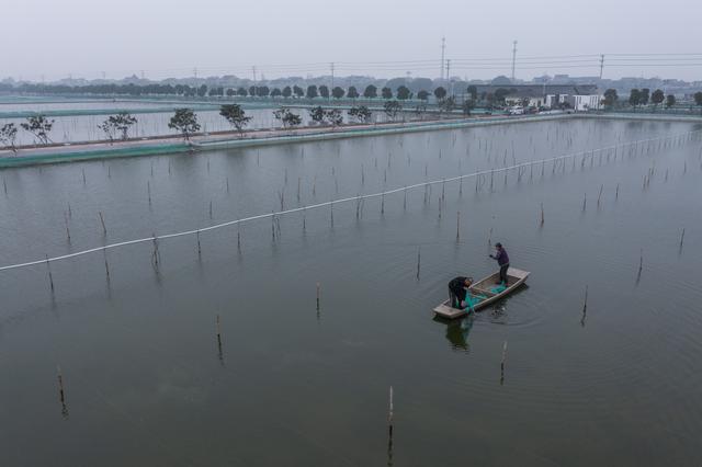 （经济）浙江湖州：春季水乡特色养殖“育苗忙”