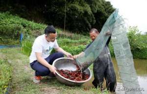 龙虾养殖失败的经理(泸州大爷初次养虾血本无归，半年之后再战江湖)