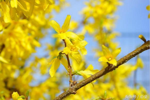 碱性土壤适合种植什么花和树