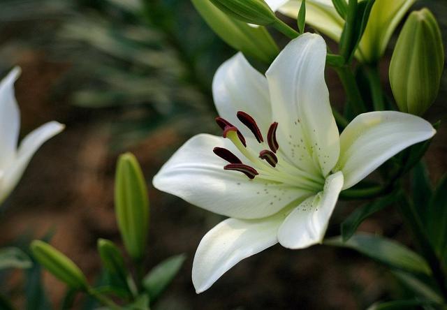 手把手教你养百合花，掌握4大技巧，花色圣洁，轻松开满盆