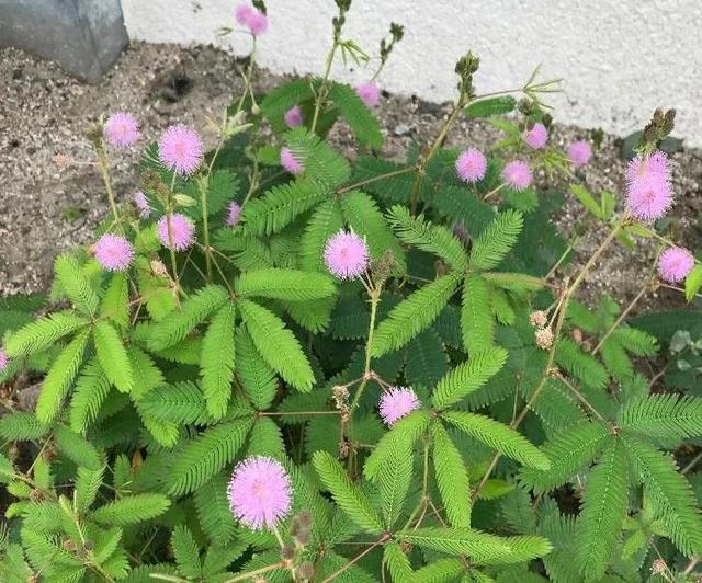 含羞草的种植养护及注意事项