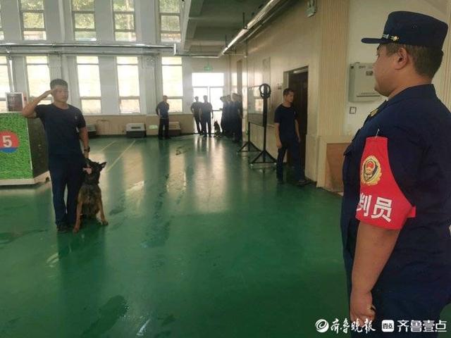 单犬服从、箱体和废墟搜救……95只搜救犬在济“考编上岸”