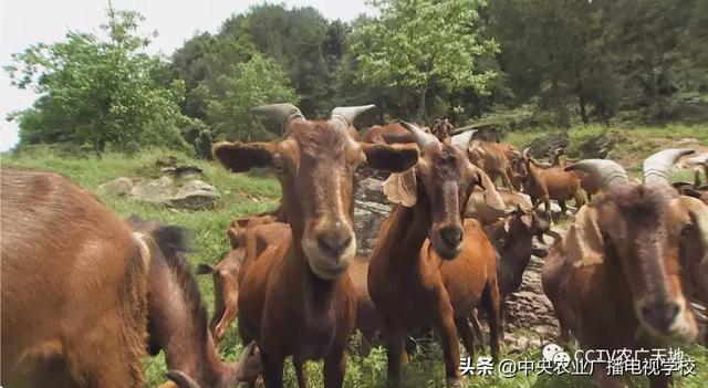 【农广天地】春暖花开，听暖心的故事，品地道的黄羊美食