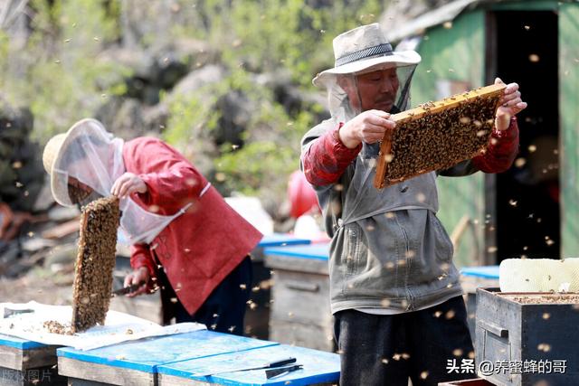 养蜂能不能赚钱，听我给你说