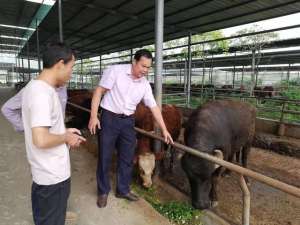 中国水牛养殖(为推广杂交水牛，他走遍广西贫困县给农民“开小灶”)