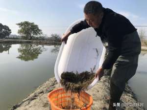 芜湖养殖网(芜湖：科学助力青虾养殖 促进行业增产增收)